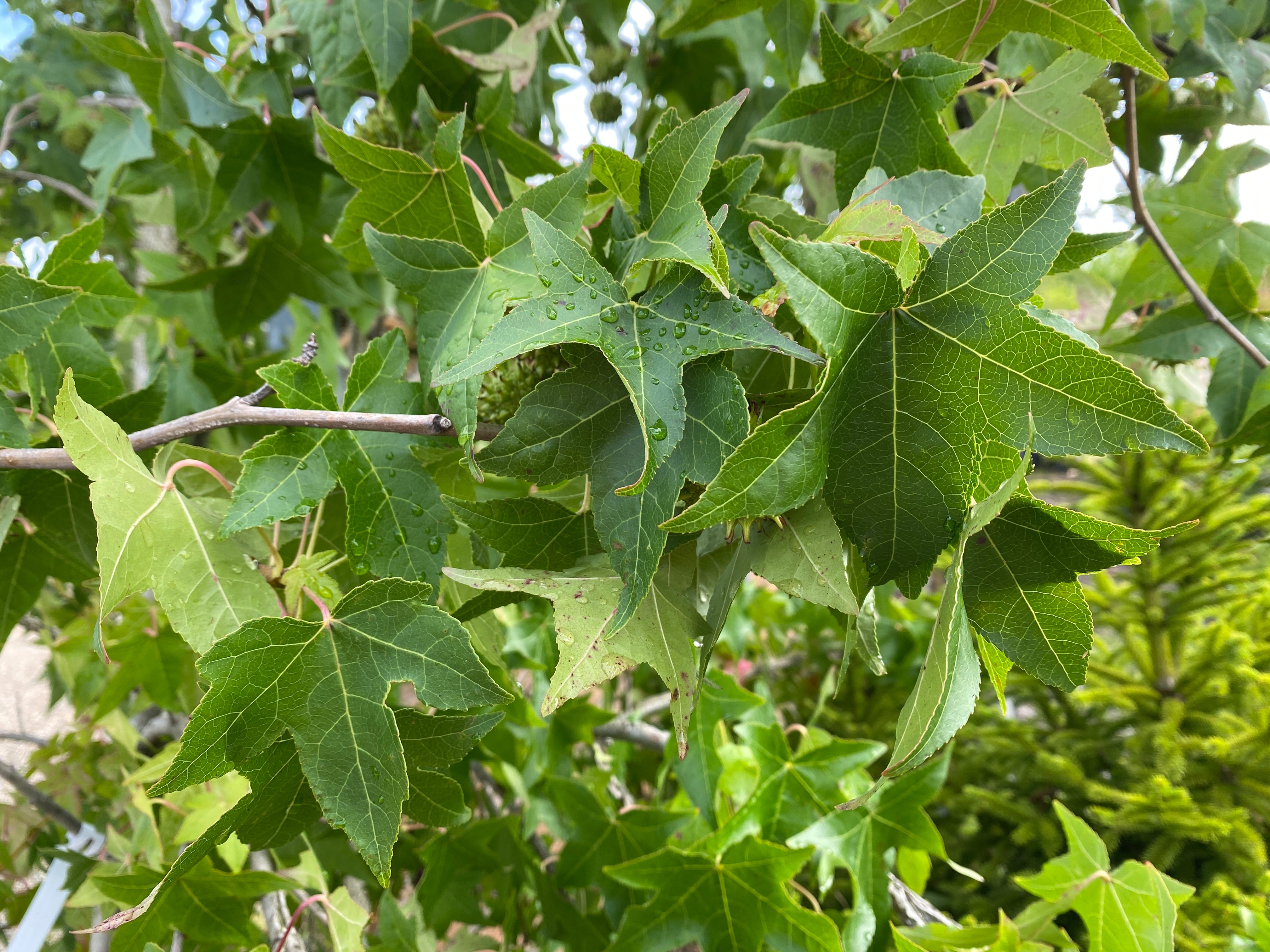 Amerikanischer Amberbaum / Liquidambar styraciflua